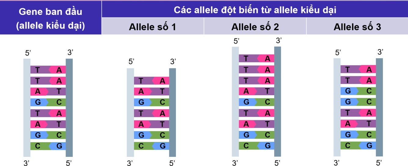 Hình minh họa các allele đột biến