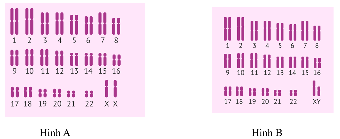 Hình minh họa các allele đột biến